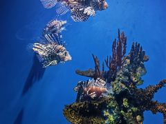 -海合安武汉极地海洋公园