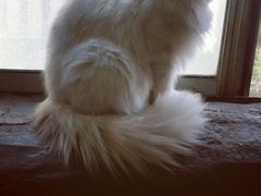 -猫猫幼稚园·撸猫·桌游·电玩