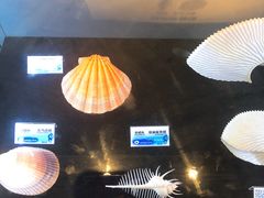 -贝壳梦幻世界