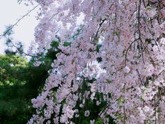 -西安青龙寺遗址景区