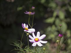 -庐山风景区花径公园