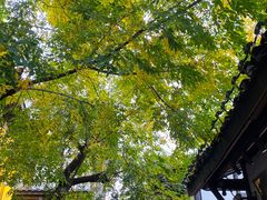-磁器口古镇