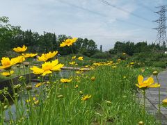 -桤木河湿地公园