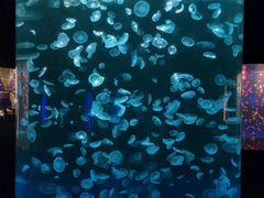 -江和美海洋公园