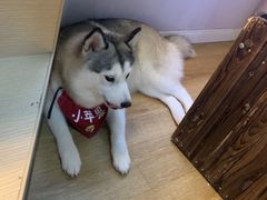 -Husky Go! 哈士奇体验馆·宠物咖啡厅狗咖