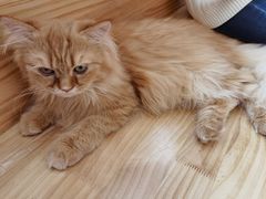 -猫腻·猫咖·撸猫馆(星光大道店)