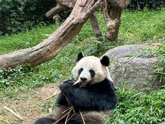 -广州长隆野生动物世界