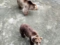 -哈尔滨北方森林动物园