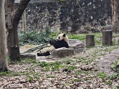 -都江堰中华大熊猫苑