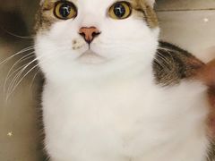 -创凡宠物医院·骨专科  猫科中心(西乡分院)