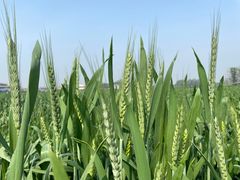 -中国天府农业博览园