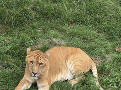 -西霞口神雕山野生动物世界