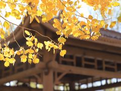 -金塔沙漠胡杨林景区