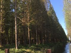 -黄海国家森林公园