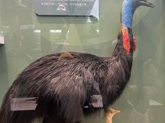 -国家自然博物馆