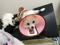 -成都民大动物医院