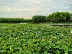 -东郊湿地公园