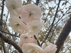 -天适樱花悠乐园