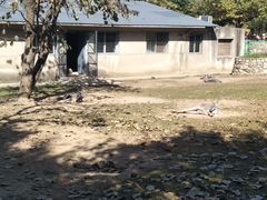 袋鼠-西安秦岭野生动物园