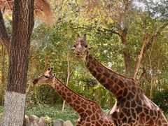 -北京野生动物园