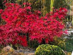 -桃花岛公园