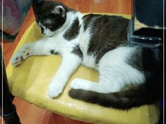 -猫小院猫主题咖啡厅(北锣店)