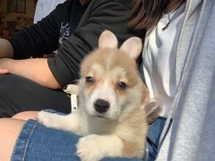 -柯斗斗主题餐厅·狗咖·围炉煮茶·茶饮(国瑞升平里店)