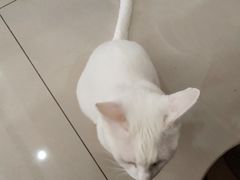 -鼓捣猫呢主题猫咖店