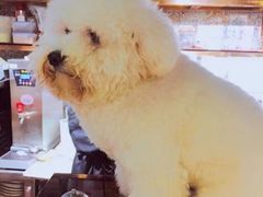 -more than meow吴止猫主题餐厅(承德 中船汇店)