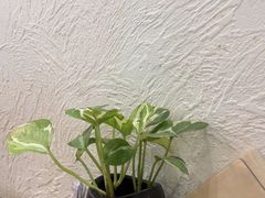 -金孔雀德宏傣味餐馆(魏公村店)