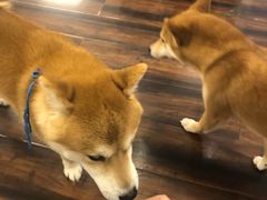 -豆柴町-柴犬主题狗咖(红鼎国际C座店)