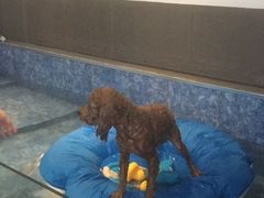 -Oh My Dog宠物沙龙(伊珊娜皮毛护理店)