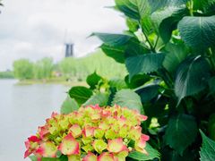-上海鲜花港