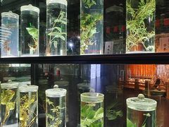 -广东中医药博物馆