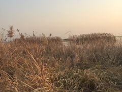 -太湖湖滨国家湿地公园-停车场