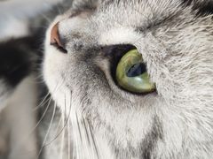 -猫房·猫吧·猫咖(龙湖时代汇店)