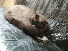 -猫色咖啡·猫咖