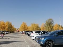 -金塔沙漠胡杨林景区