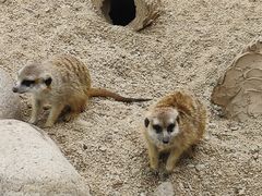 -西霞口神雕山野生动物世界