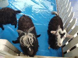 -萌宠亲子动物乐园(槐房万达店)