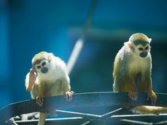 -荆州中山公园动物园