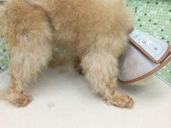 -瑞鹏·疫苗·绝育·宠物医院(金沙洲店)