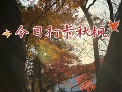-秋霞圃