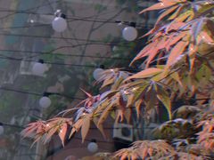 -周三的情书花园餐厅(江北店)