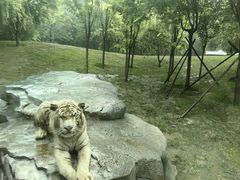 -北京野生动物园