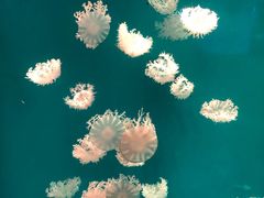 -芜湖新华联大白鲸海洋公园