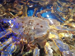 -蟹之国·精品蟹料理(极地店)