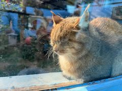 -青藏高原野生动物园