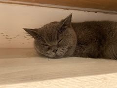 -猫小院猫主题餐厅(三里屯店)