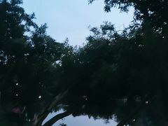 -荔枝公园(福田区)
